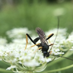 Exetastes suaveolens