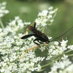 Exetastes suaveolens