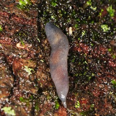 Pallifera dorsalis