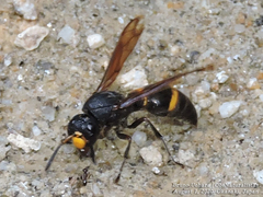 Orancistrocerus drewseni