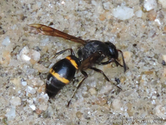 Orancistrocerus drewseni