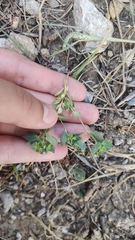 Euphorbia taurinensis