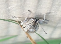 Compsus auricephalus