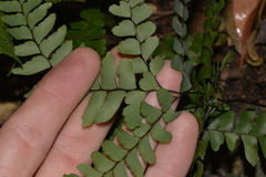 Adiantum silvaticum