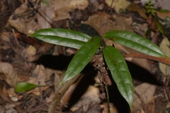 Ripogonum discolor