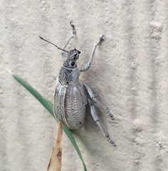 Compsus auricephalus