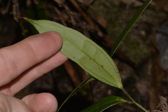 Ripogonum discolor