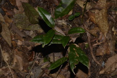 Ripogonum discolor