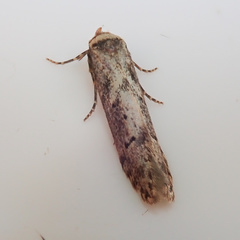 Blastobasis adustella