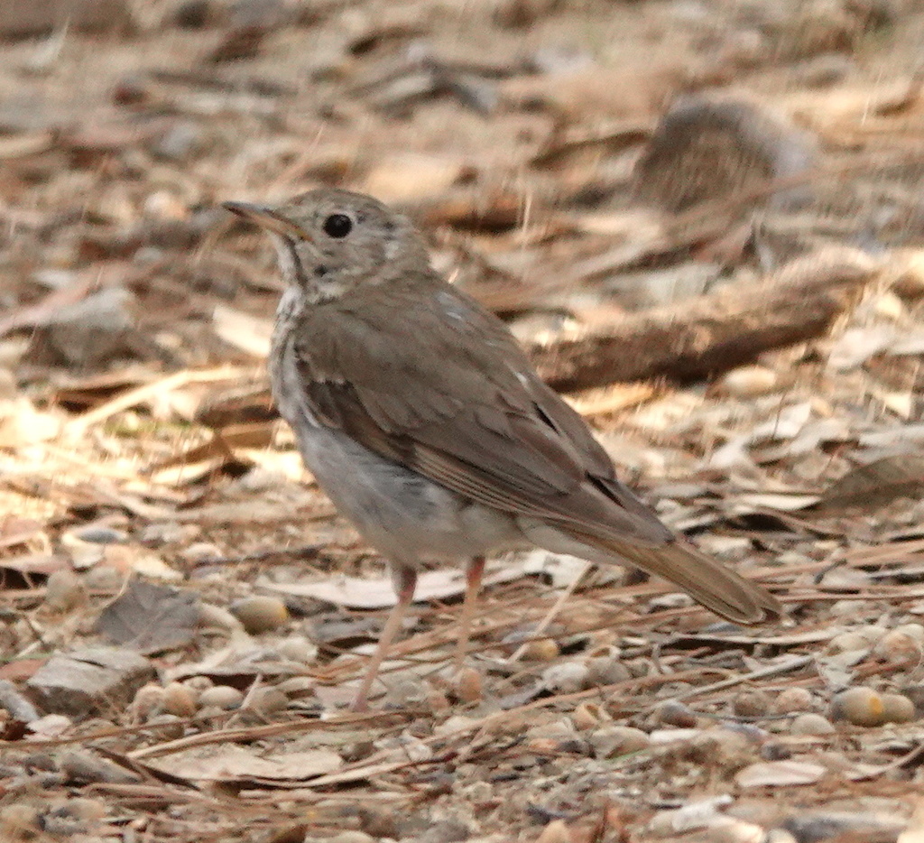 Audubon's Hermit Thrush