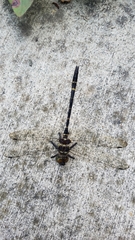 Macromia