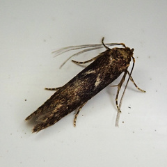 Blastobasis adustella