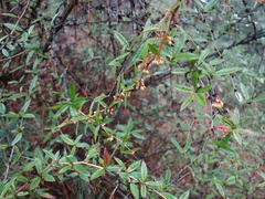 Berberis asiatica
