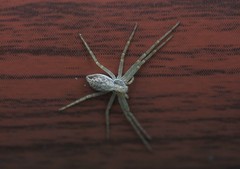 Philodromus auricomus
