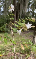 Abelia × grandiflora