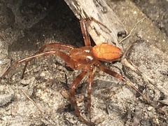 Araneus alsine