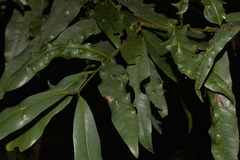 Beilschmiedia elliptica