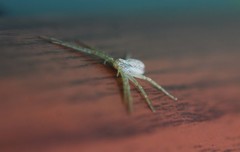 Philodromus auricomus