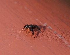 Harmochirus brachiatus