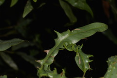 Beilschmiedia elliptica