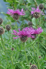 Centaurea scabiosa alpestris