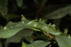 Beilschmiedia elliptica