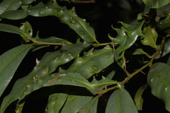Beilschmiedia elliptica