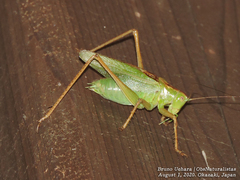 Tettigonia orientalis
