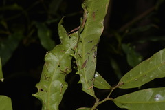 Beilschmiedia elliptica