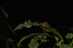 Beilschmiedia elliptica