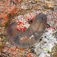 Pallifera dorsalis