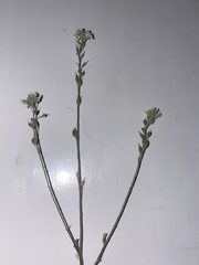 Berteroa incana