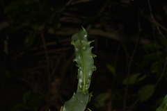 Beilschmiedia elliptica
