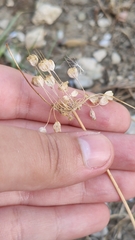 Allium flavum tauricum