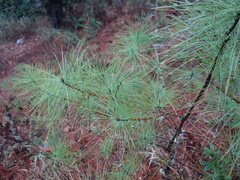 Pinus wallichiana