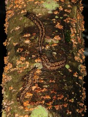 Philomycus flexuolaris