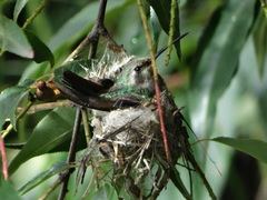 Cynanthus latirostris