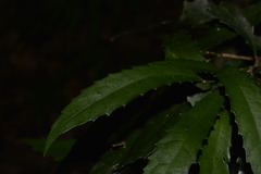 Polyosma cunninghamii