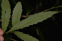 Polyosma cunninghamii