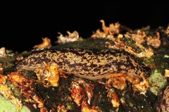 Philomycus flexuolaris