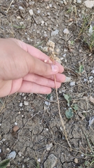 Allium flavum tauricum