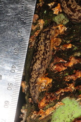 Philomycus flexuolaris