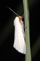 Pygarctia flavidorsalis