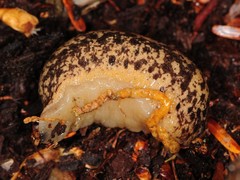 Philomycus flexuolaris