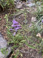 Penstemon sepalulus