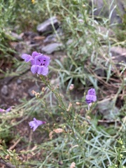 Penstemon sepalulus
