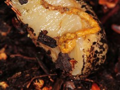 Philomycus flexuolaris