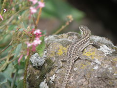 Podarcis siculus