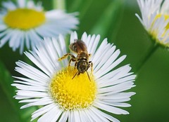 Halictus aerarius