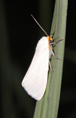 Pygarctia flavidorsalis